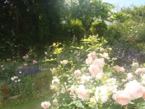 Y様邸　芦屋市バラ庭園管理